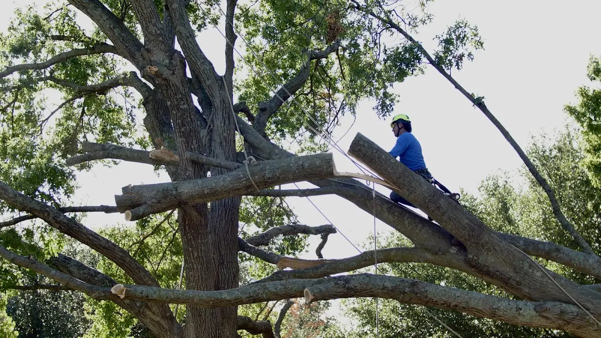 Professional Crown Thinning performed by certified arborists in Steward