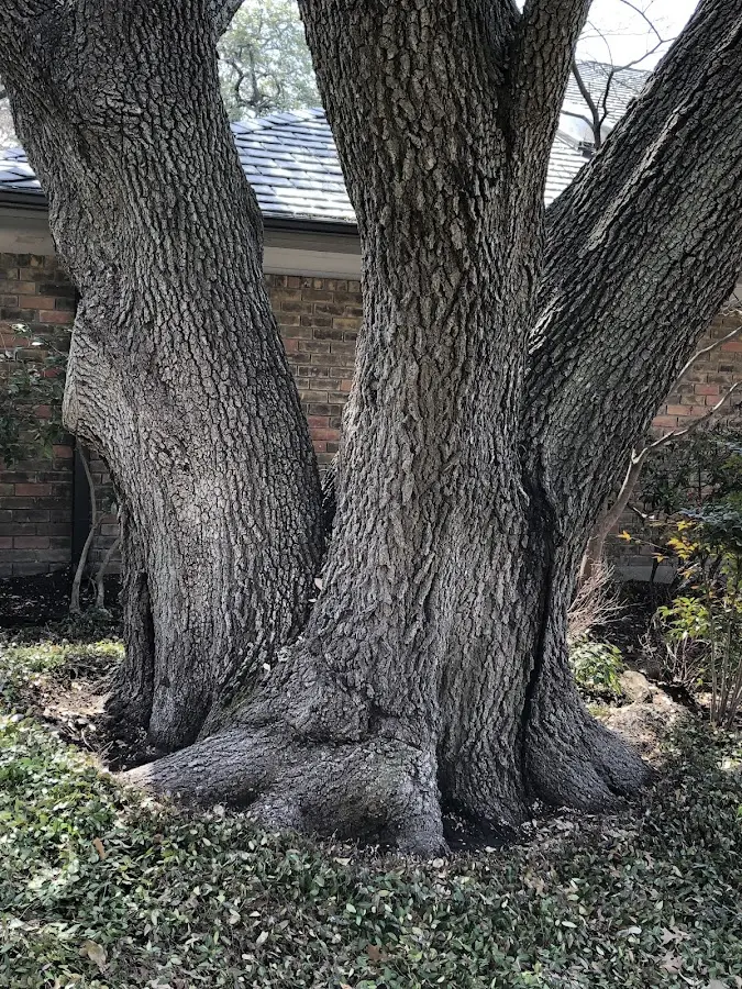 Mature heritage tree close to a Steward property cared for by certified arborists